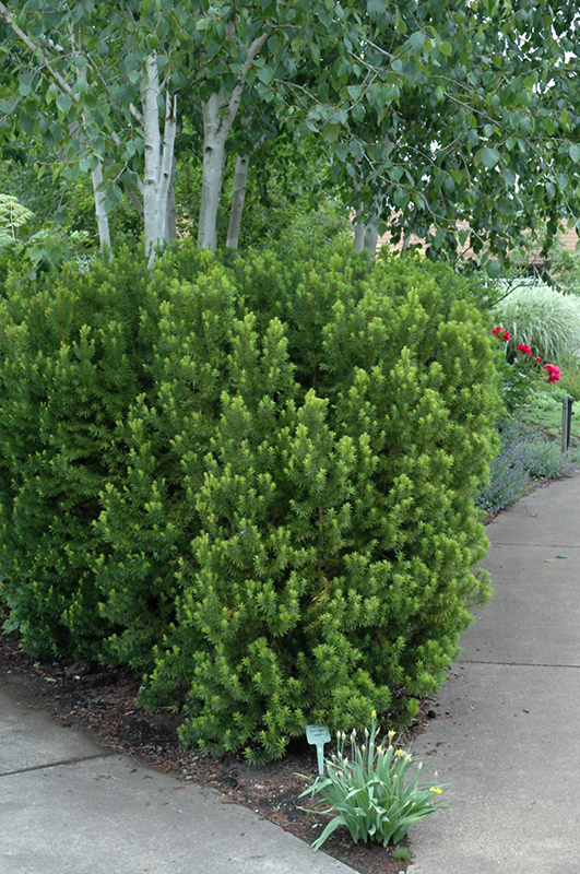 Hicks Yew (Taxus x media 'Hicksii') at Studley's