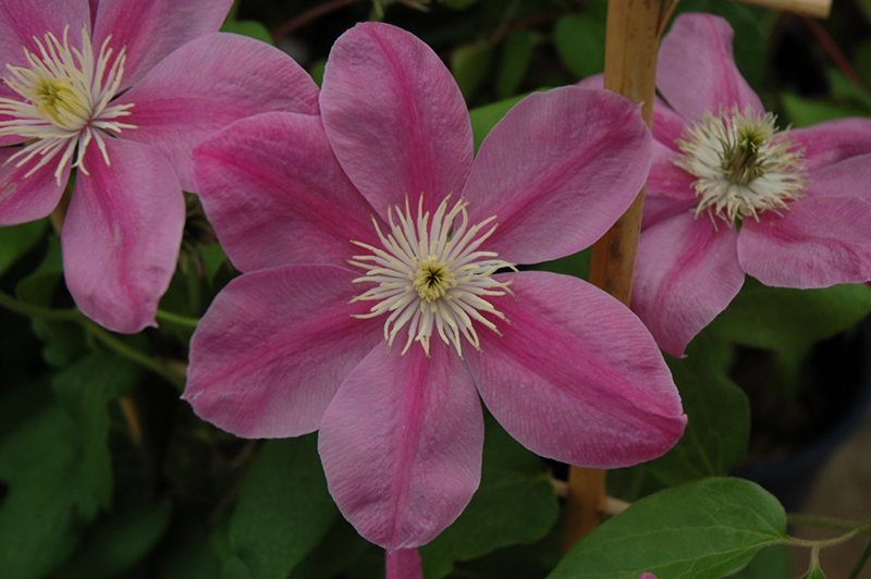 Alaina Clematis (Clematis 'Evipo056') at Studley's