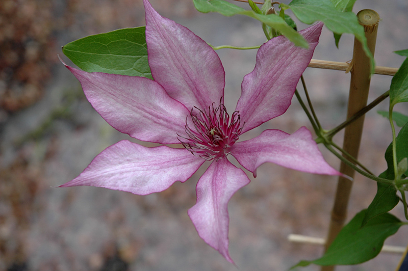 Giselle Clematis (Clematis 'Evipo051') at Studley's