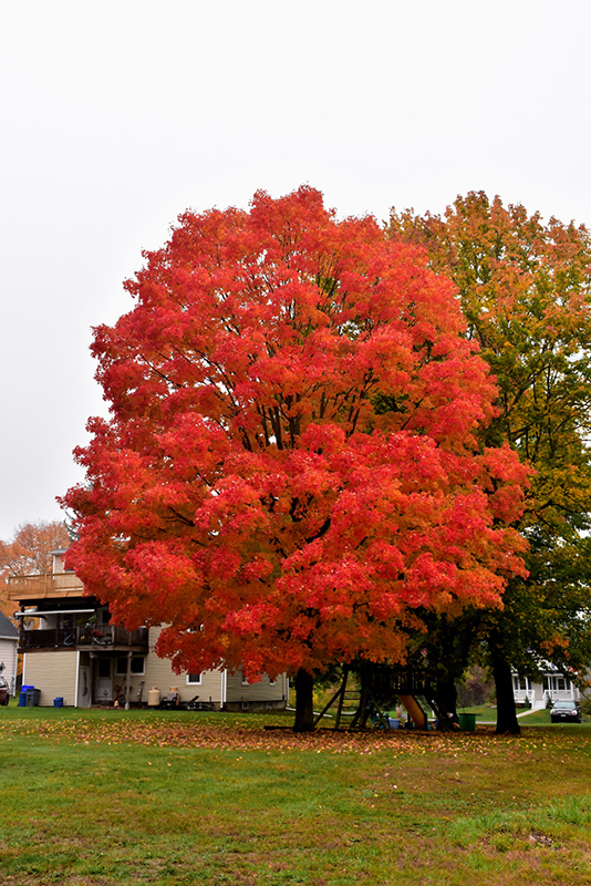 Green Mountain Sugar Maple (Acer saccharum 'Green Mountain') at Studley's