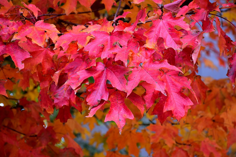 Fall Fiesta Sugar Maple (Acer saccharum 'Bailsta') at Studley's
