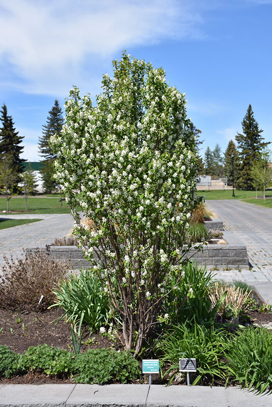 Standing Ovation Saskatoon Berry (Amelanchier alnifolia 'Obelisk') at Studley's