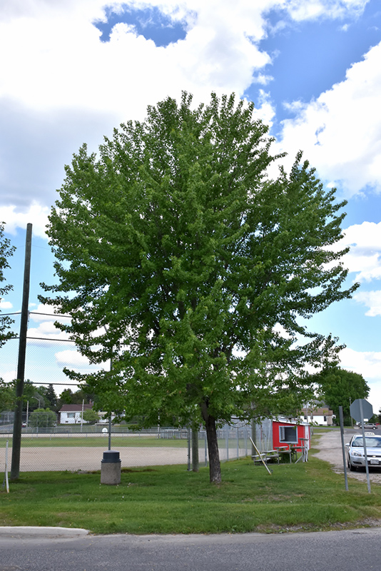 Silver Maple (Acer saccharinum) at Studley's
