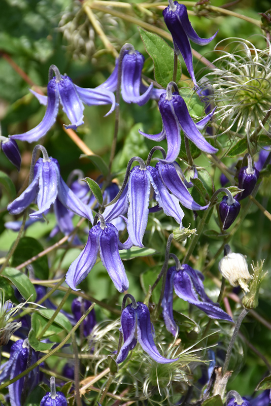 Solitary Clematis (Clematis integrifolia) at Studley's