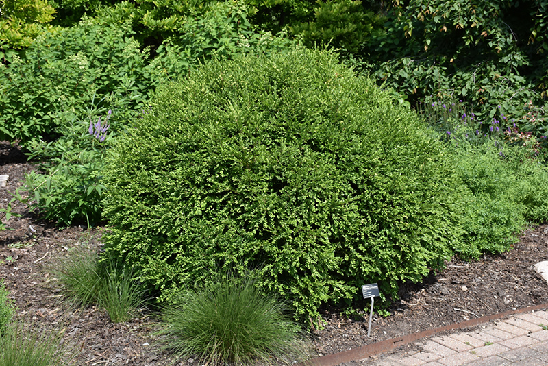 Green Gem Boxwood (Buxus 'Green Gem') at Studley's