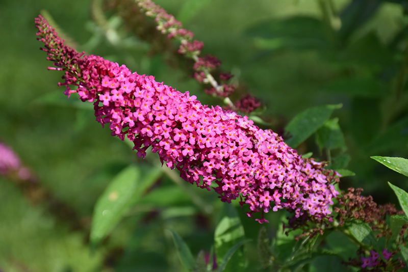 Miss Molly Butterfly Bush (Buddleia 'Miss Molly') at Studley's