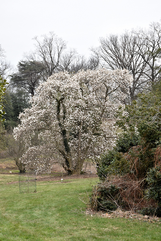 Merrill Magnolia (Magnolia x loebneri 'Merrill') at Studley's