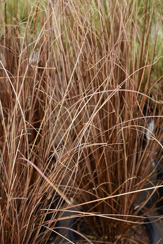 Red Rooster Sedge (Carex buchananii 'Red Rooster') at Studley's