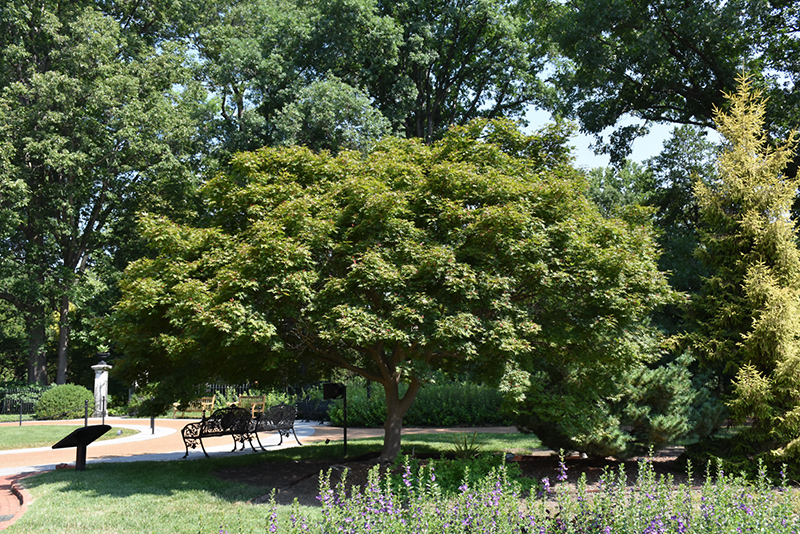 Trompenburg Japanese Maple (Acer palmatum 'Trompenburg') at Studley's