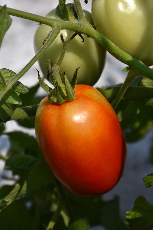 Roma Tomato (Solanum lycopersicum 'Roma') at Studley's