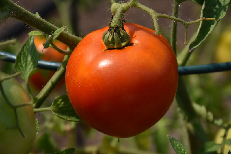 Better Boy Tomato (Solanum lycopersicum 'Better Boy') at Studley's