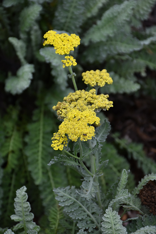 Sassy Summer Silver Yarrow (Achillea 'Sassy Summer Silver') at Studley's