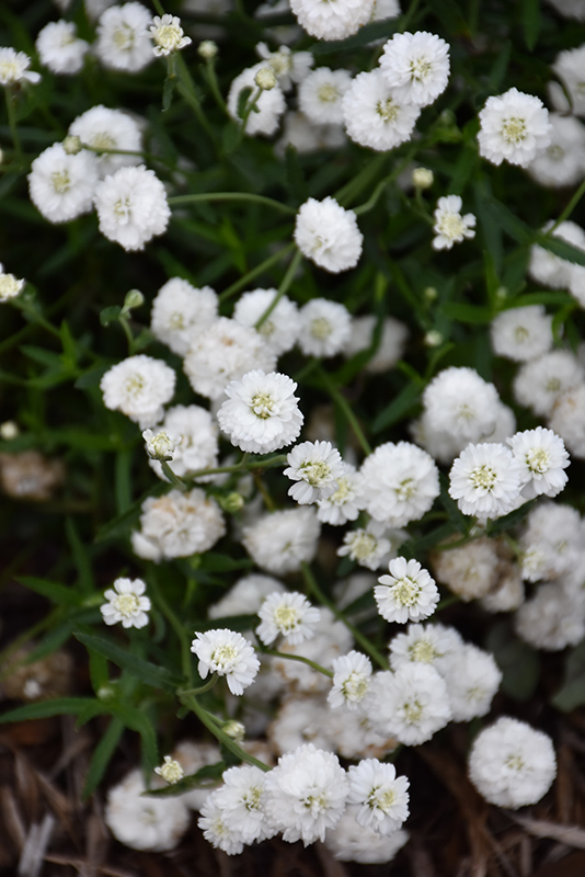 Peter Cottontail Yarrow (Achillea ptarmica 'Peter Cottontail') at Studley's