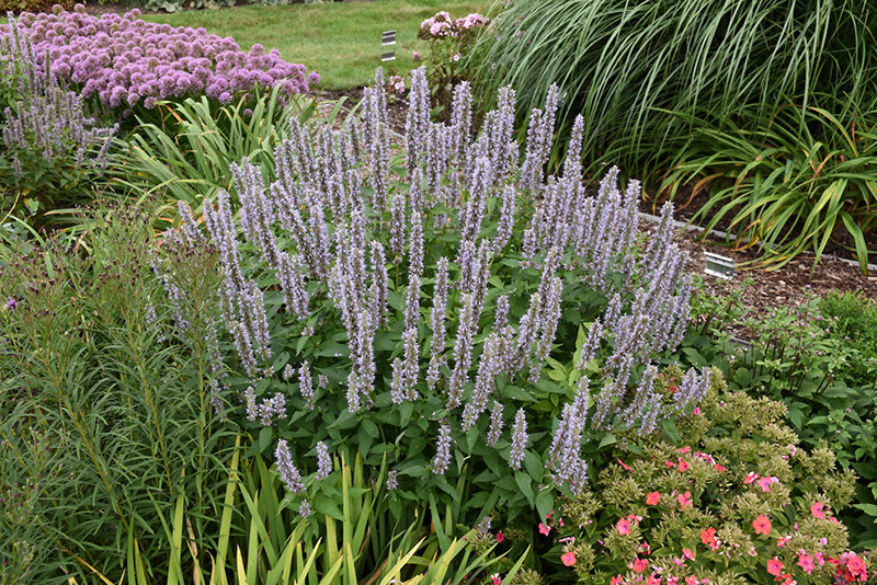 Blue Fortune Anise Hyssop (Agastache 'Blue Fortune') at Studley's