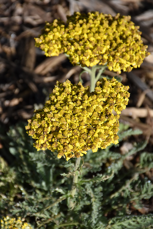 Sassy Summer Silver Yarrow (Achillea 'Sassy Summer Silver') at Studley's