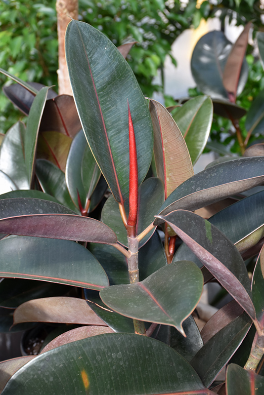 Burgundy Rubber Tree (Ficus elastica 'Burgundy') at Studley's