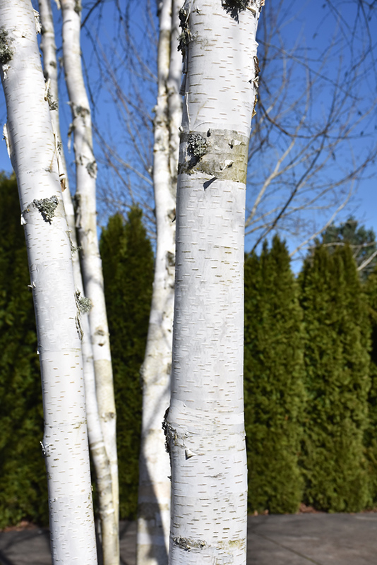Whitebark Himalayan Birch (clump) (Betula utilis 'var. jacquemontii (clump)') at Studley's