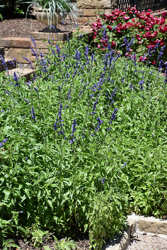 Victoria Blue Salvia (Salvia farinacea 'Victoria Blue') at Studley's