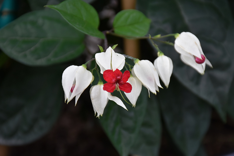Bleeding Heart Vine (Clerodendrum thomsoniae) at Studley's