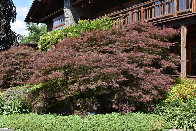 Ever Red Lace-Leaf Japanese Maple (Acer palmatum 'Ever Red') at Studley's