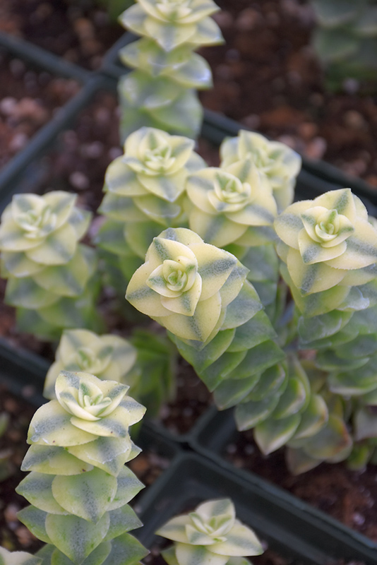 Variegated String Of Buttons (Crassula perforata 'Variegata') at Studley's