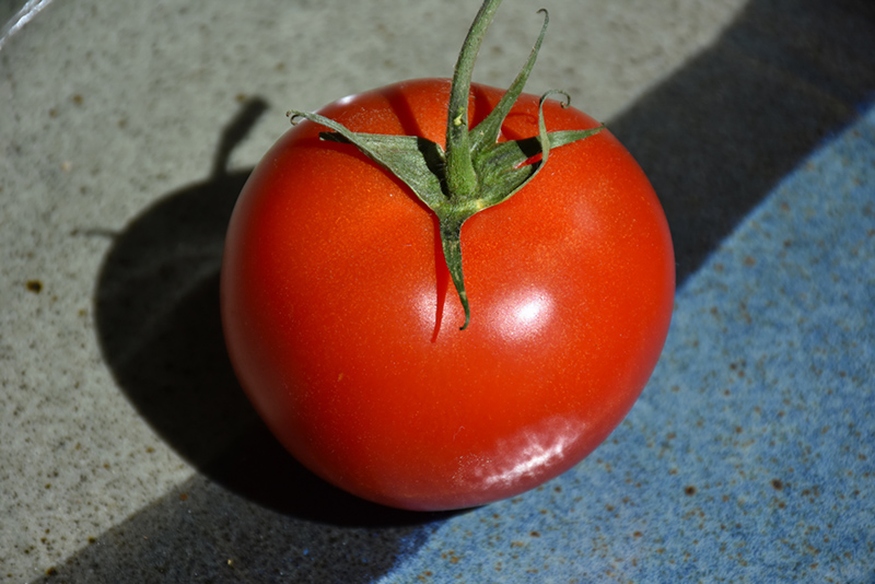 Early Girl Tomato (Solanum lycopersicum 'Early Girl') at Studley's