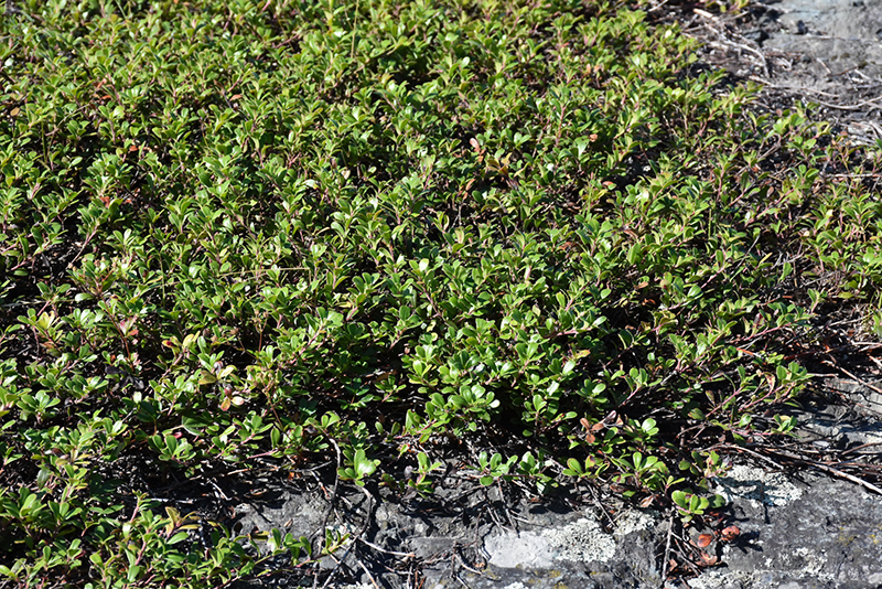 Bearberry (Arctostaphylos uva-ursi) at Studley's