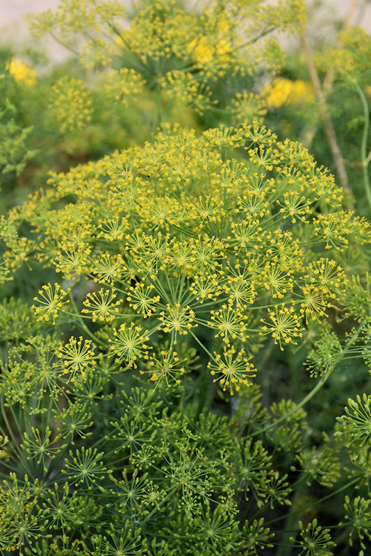 Dill (Anethum graveolens) at Studley's