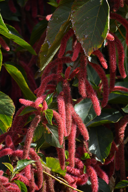 Firetail Chenille Plant (Acalypha hispida) at Studley's