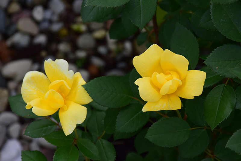 Sunny Knock Out Rose (Rosa 'Radsunny') at Studley's