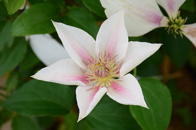 Corinne Clematis (Clematis 'Evipo063') at Studley's