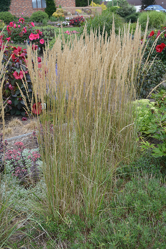 El Dorado Feather Reed Grass (Calamagrostis x acutiflora 'El Dorado') at Studley's