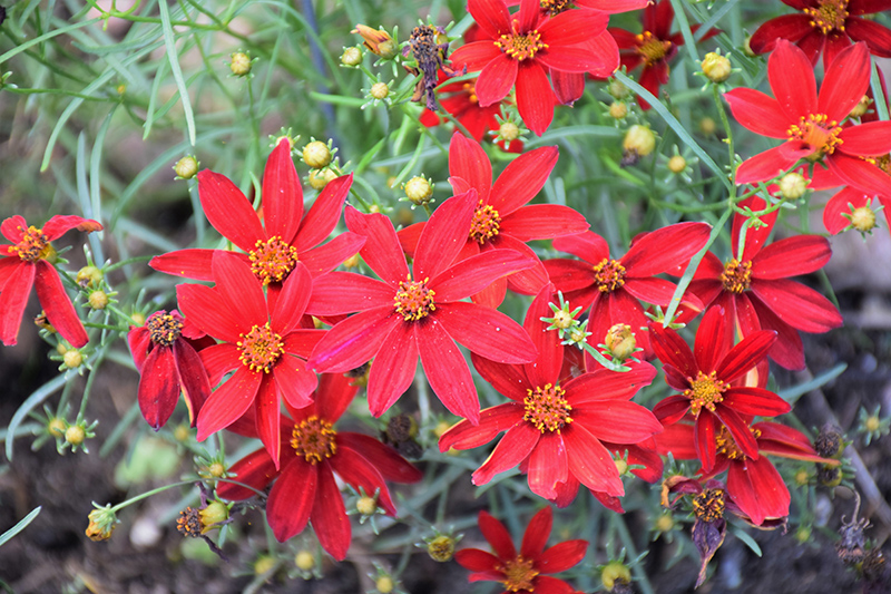 Sizzle And Spice Hot Paprika Tickseed (Coreopsis verticillata 'Hot Paprika') at Studley's