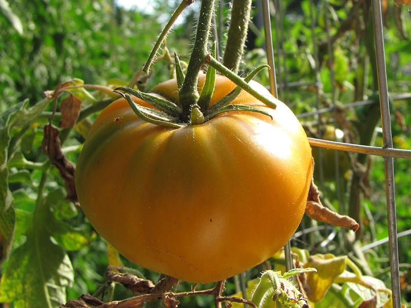 Carolina Gold Tomato (Solanum lycopersicum 'Carolina Gold') at Studley's
