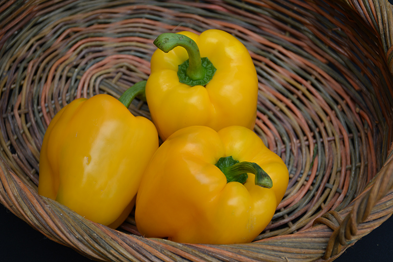 Yellow Bell Pepper (Capsicum annuum 'Yellow Bell') at Studley's
