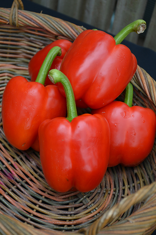 Red Bell Pepper (Capsicum annuum 'Red Bell') at Studley's