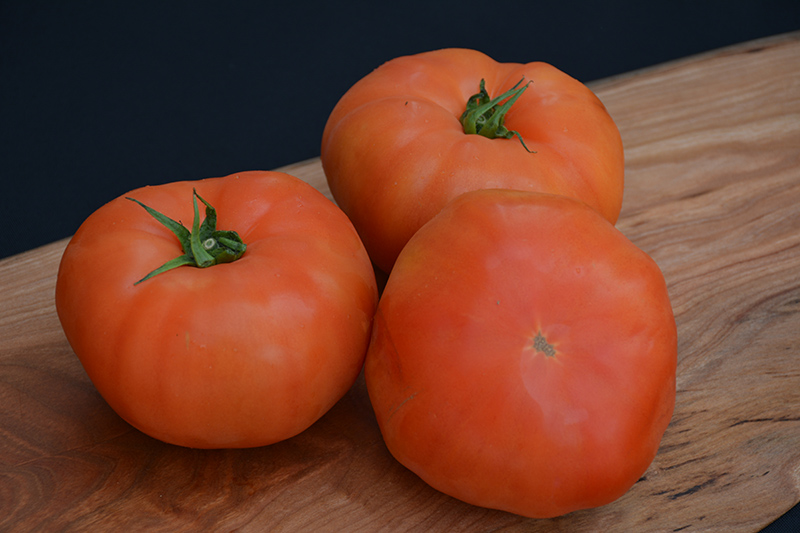 Classic Beefsteak Tomato (Solanum lycopersicum 'Beefsteak') at Studley's