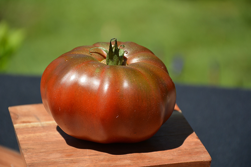 Black Krim Tomato (Solanum lycopersicum 'Black Krim') at Studley's