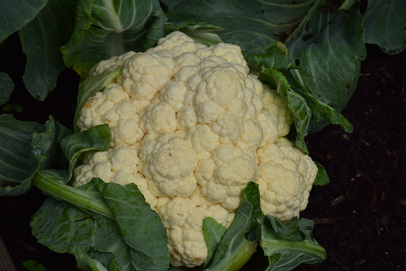 Early Snowball Cauliflower (Brassica oleracea var. botrytis 'Early Snowball') at Studley's