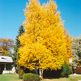 Plant Photo 3