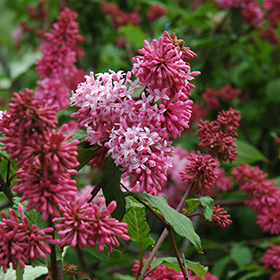 Plant Photo 10