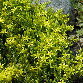 Plant Photo 10