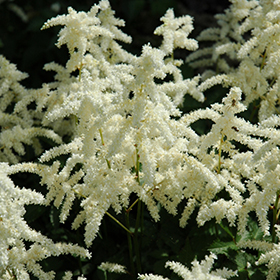 Plant Photo 8