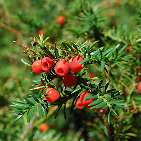 Plant Photo 6