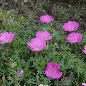Plant Photo 2
