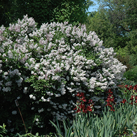 Plant Photo 9