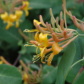 Plant Photo 8
