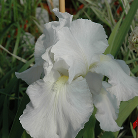 Plant Photo 9