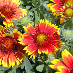 Plant Photo 6