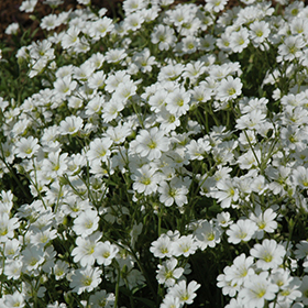 Plant Photo 4